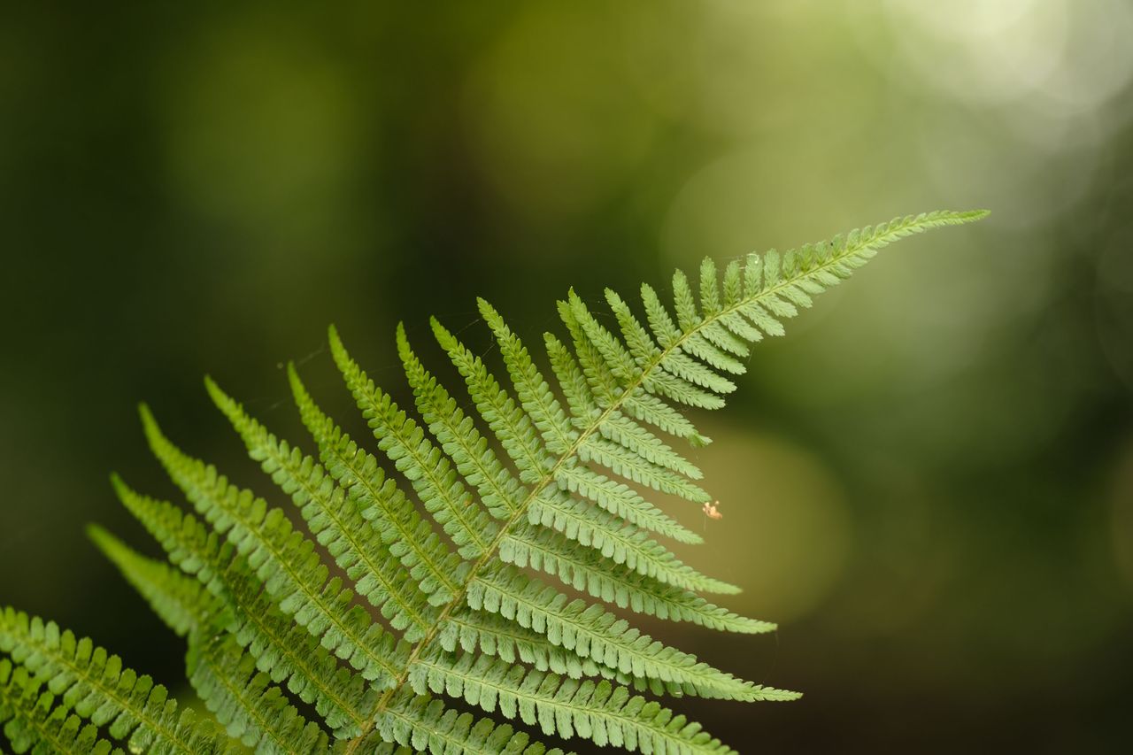 Viltrox AF 90mm F2.2 EVO and Fujifilm XF 90mm f/2 R LM WR lens comparisons: a single fern with dappled light coming through background foliage