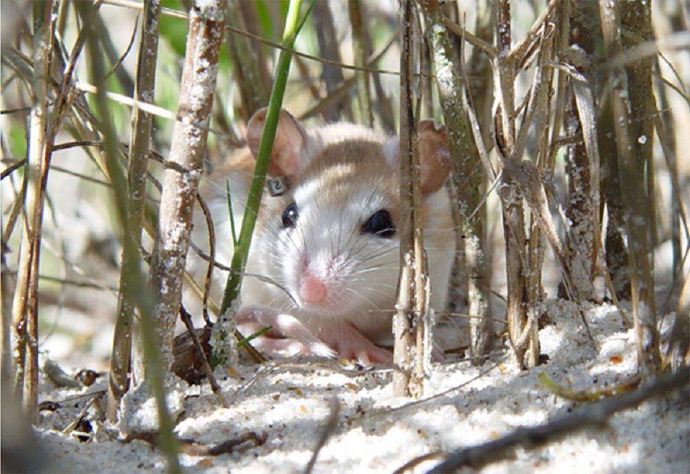 Anastasia Island beach mouse