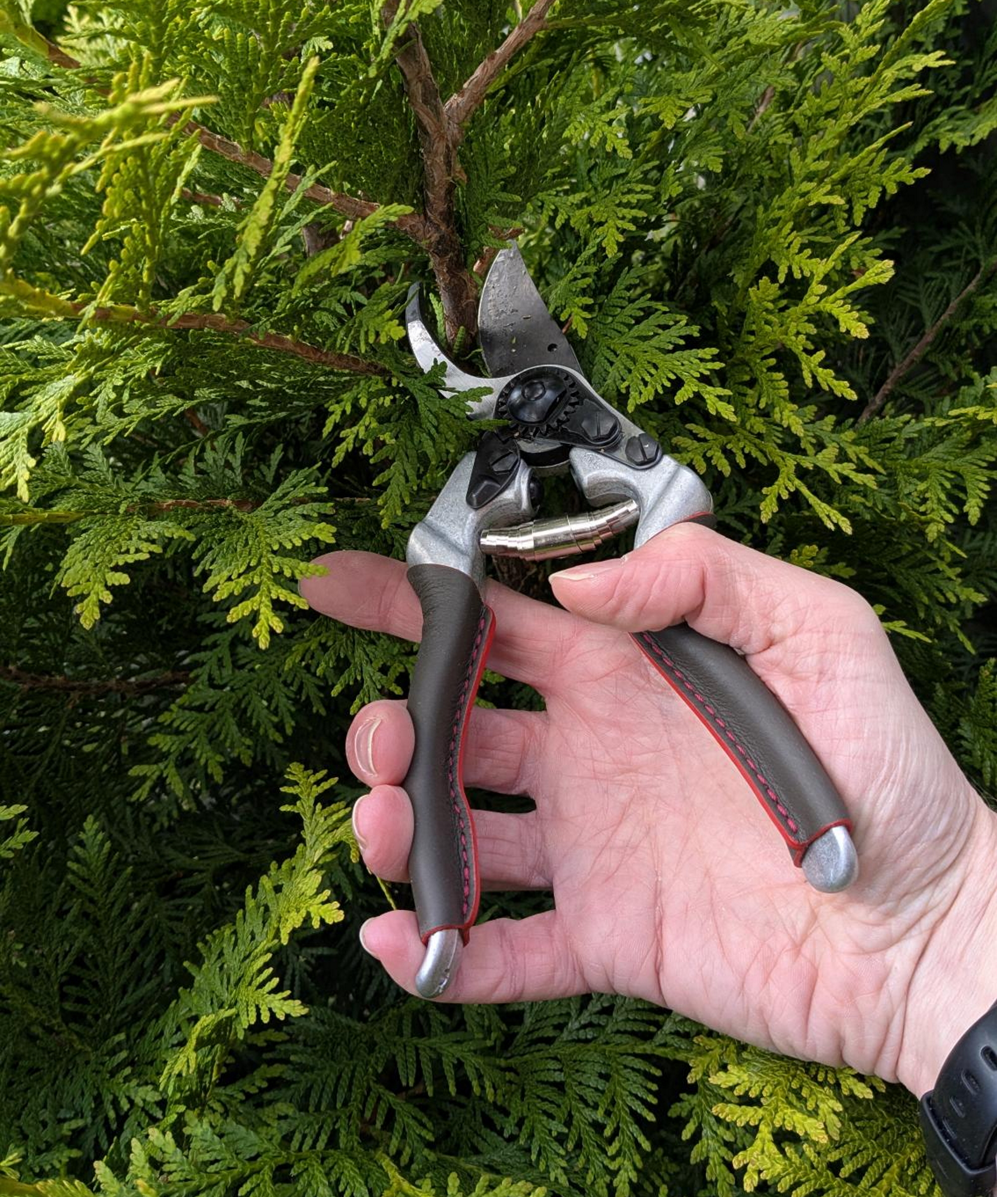 A gardener uses a pair of Felco 8 Elite pruning shears to cut a conifer hedge