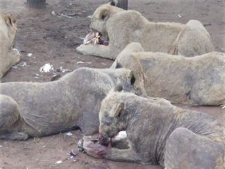 Many of the lions had lost most of their fur due to mange, which is caused by parasitic mites.