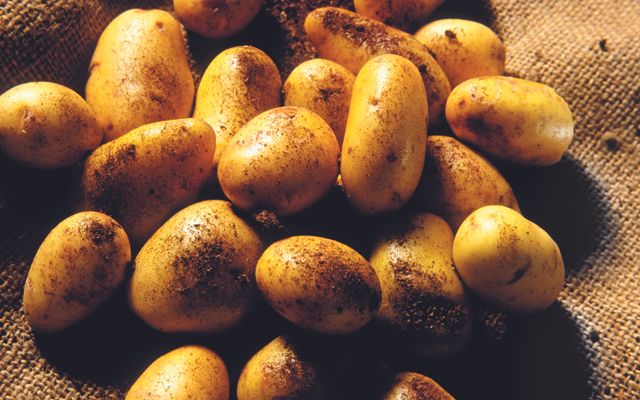 new varieties of potatoes