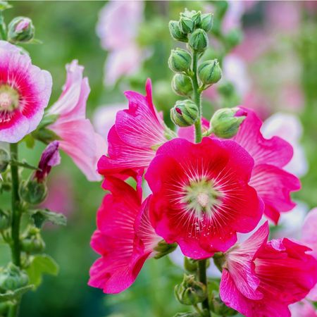 Close up of pink hollyhocks