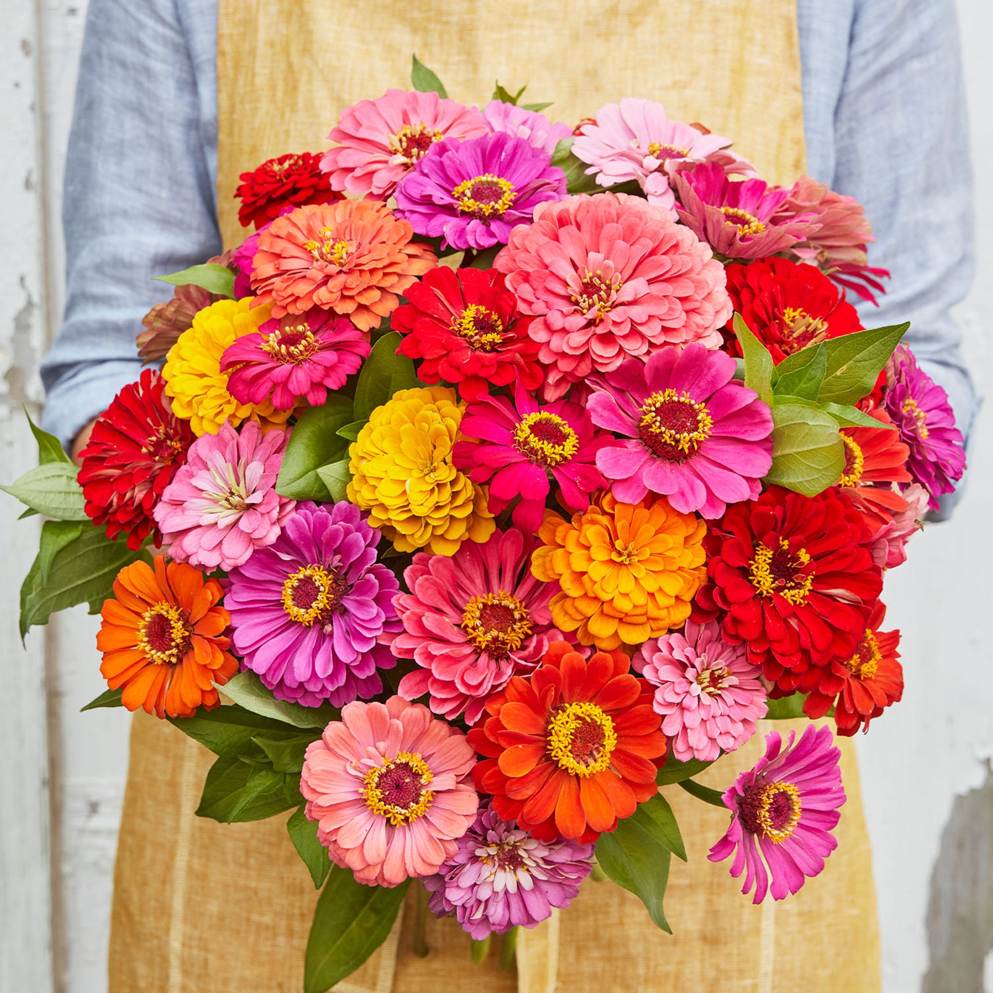 State Fair Mix Zinnia Seeds