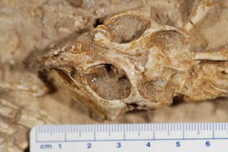 fossilized remains of Protoceratops dinosaur infants in a nest