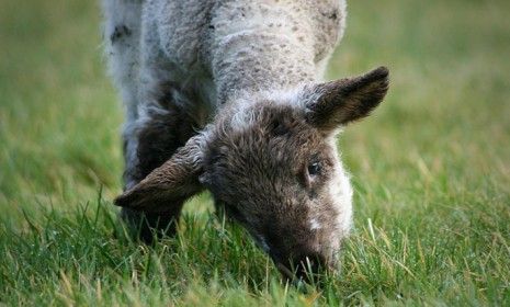 A herd of sheep