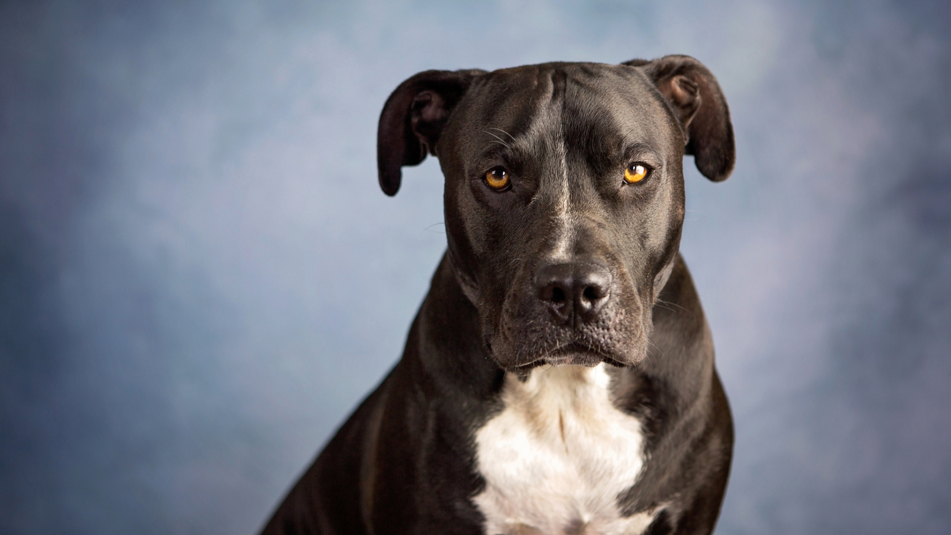 A pitbull terrier sitting down