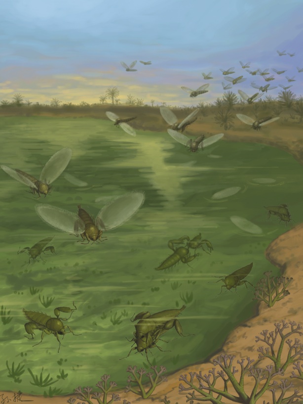 strashilid fly ecology