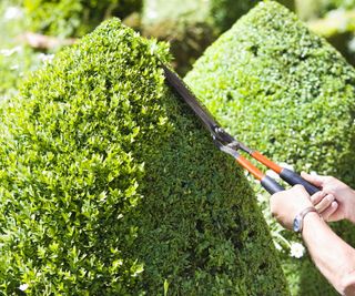 Cutting topiary