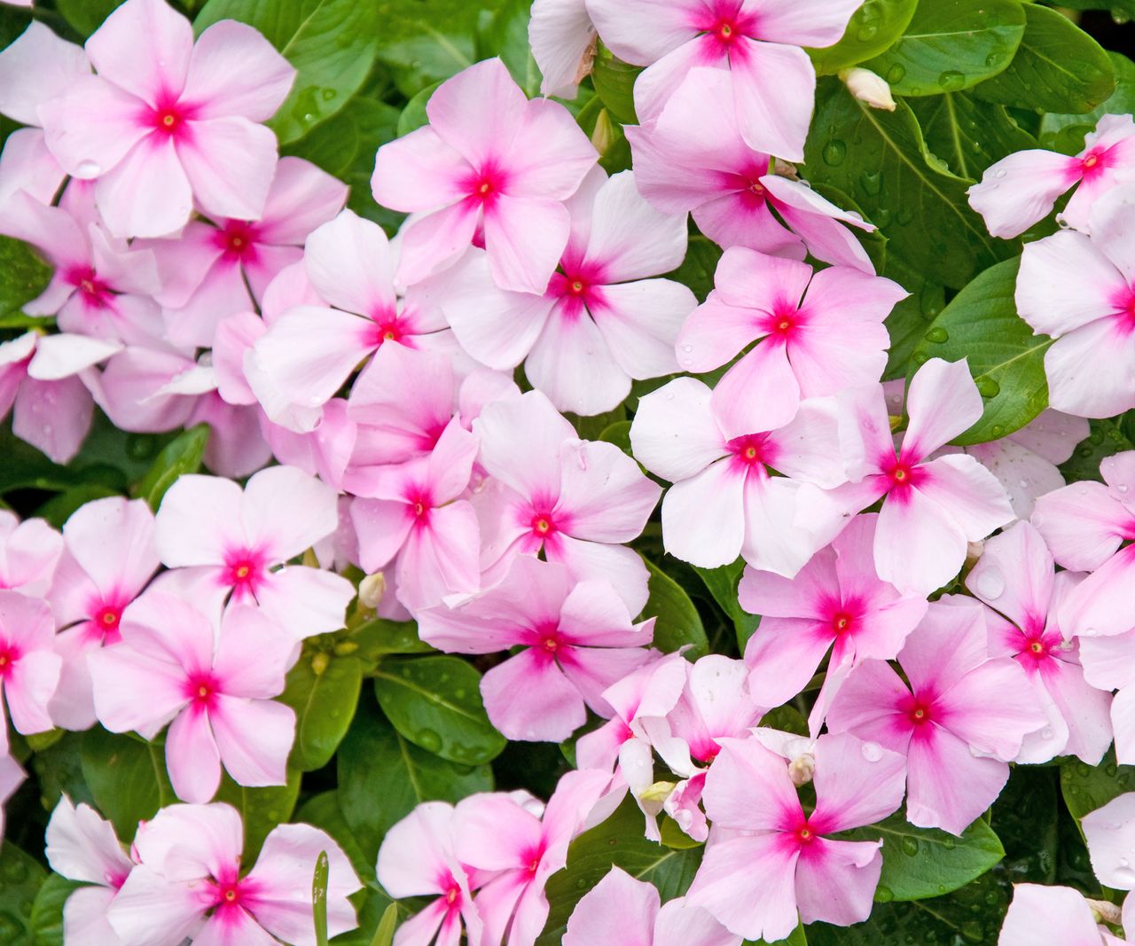 9 Annual Flowers That Bloom All Summer Long | Gardening Know How