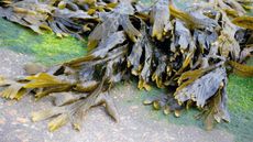 Seaweed washed up on the shoreline