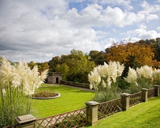 low wooden fence in large garden with tall pampas grass