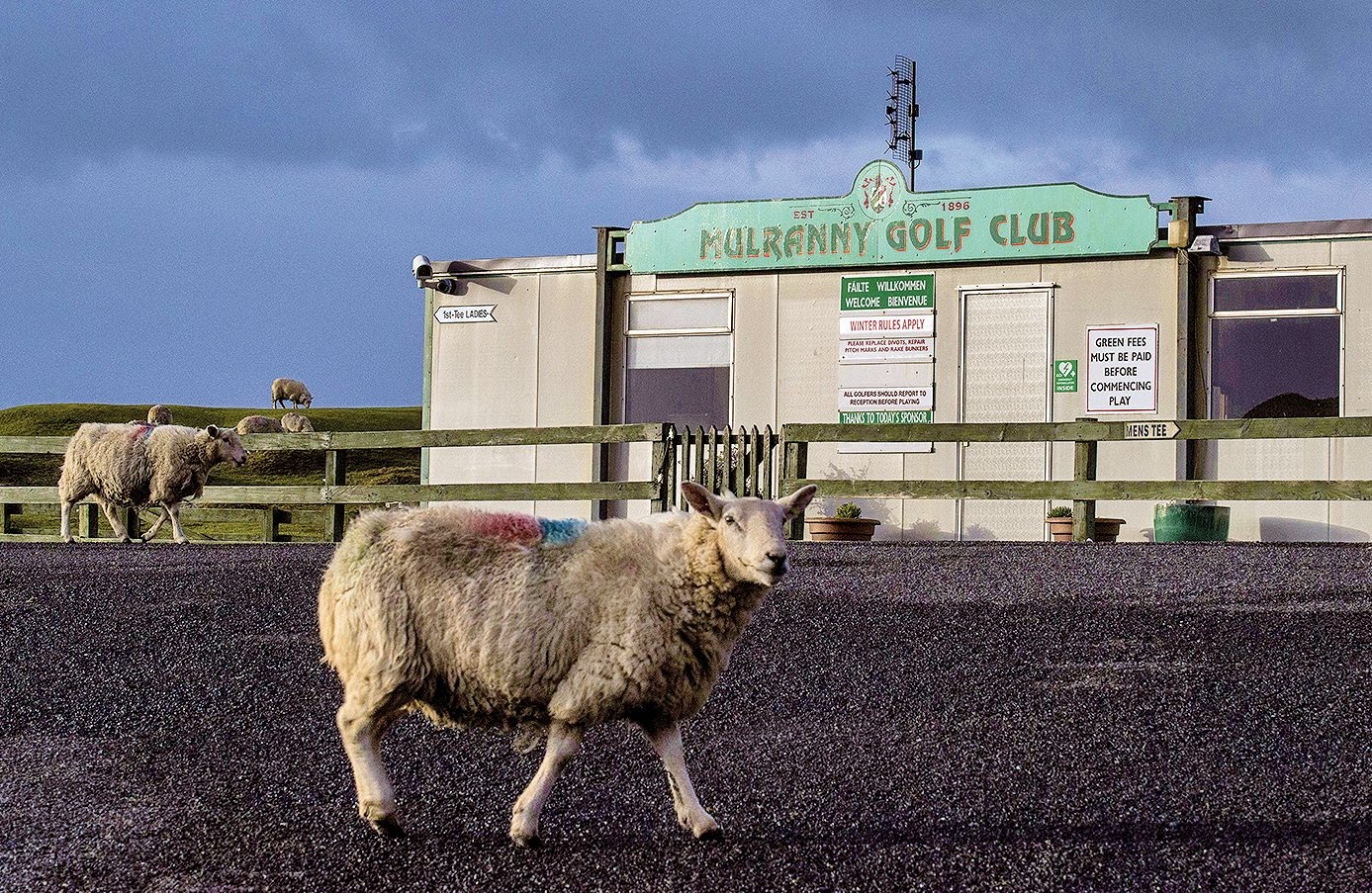 Sheep by the clubhouse at Mulranny GC