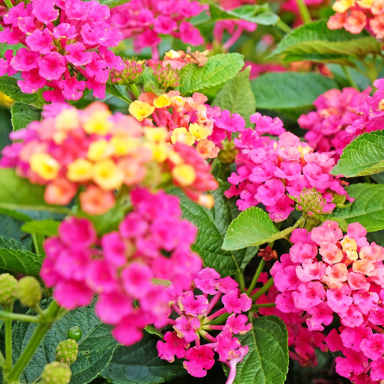 These 8 Flowers Stay Covered in Blooms Through July and August – Without Deadheading