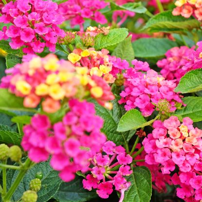Pink and yellow Lantana camara, also known as wild sage, Gem Diva Pink, in flower.