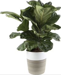 Fiddle leaf fig plant, Amazon