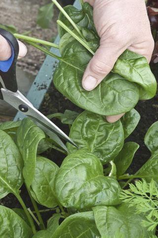 how to grow spinach: cut and come again
