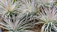 A group of Tillandsia or air plants
