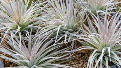 A group of Tillandsia or air plants