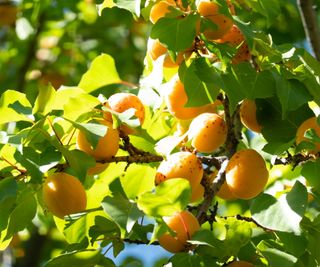 Apricot tree fruit