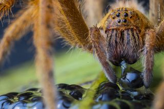 The spider's supper by Jaime Culebras, Spain Highly Commended 2020, Behaviour: Invertebrates