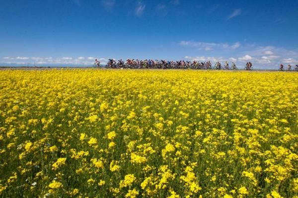 The peloton ride through fields of canola.