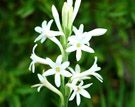 Tuberose.jpg