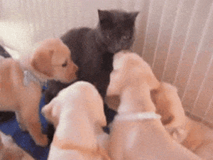 Cat Terrified by Puppies Surrounding It