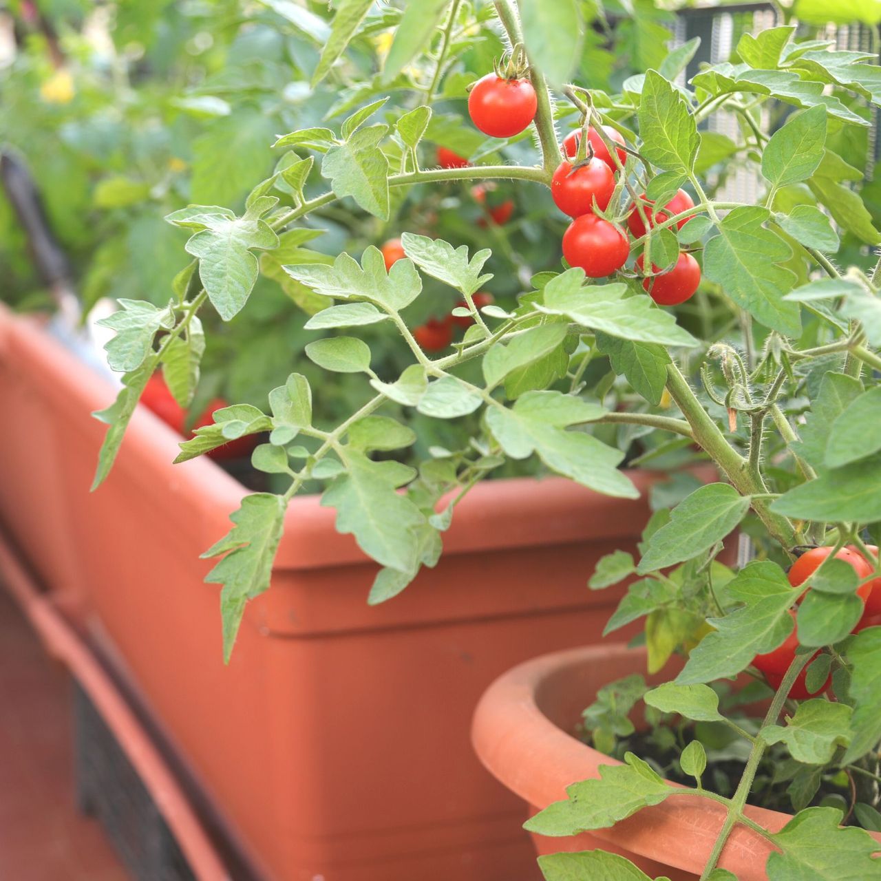 How to grow tomatoes in pots an easy beginner guide Ideal Home