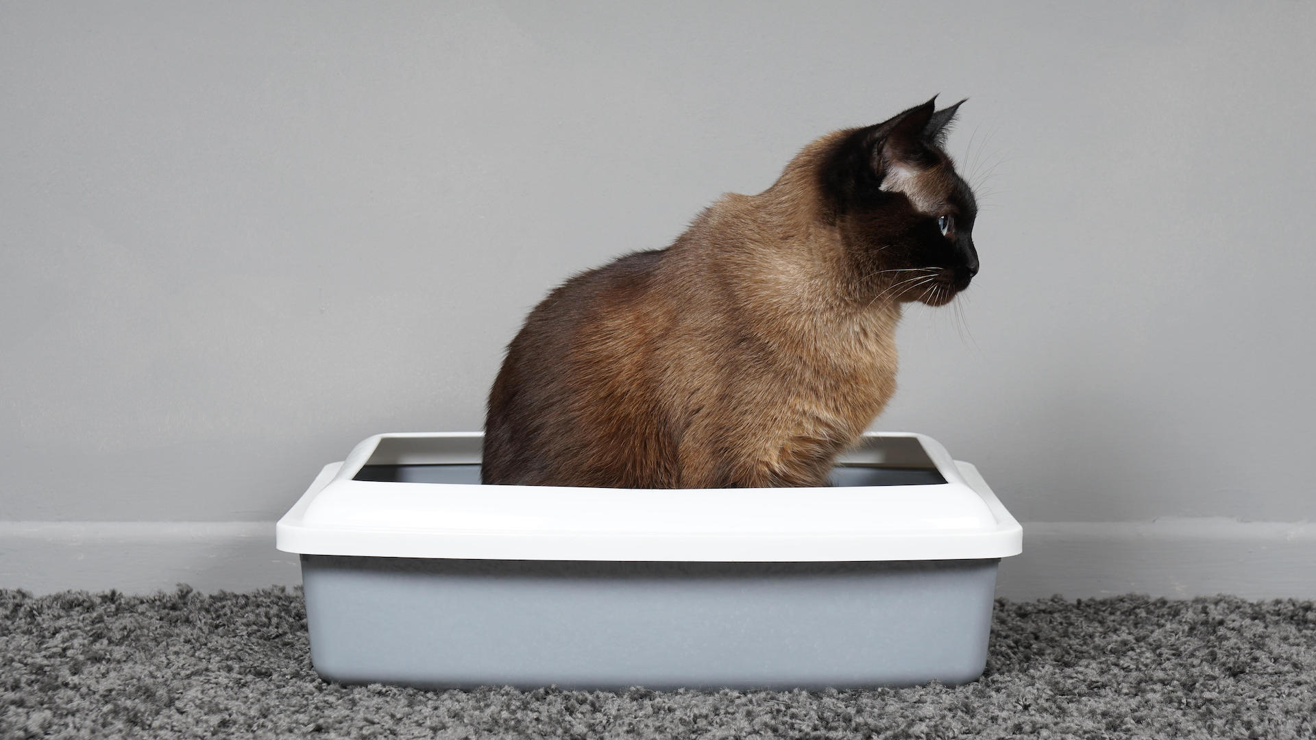 Cat sitting in litter tray