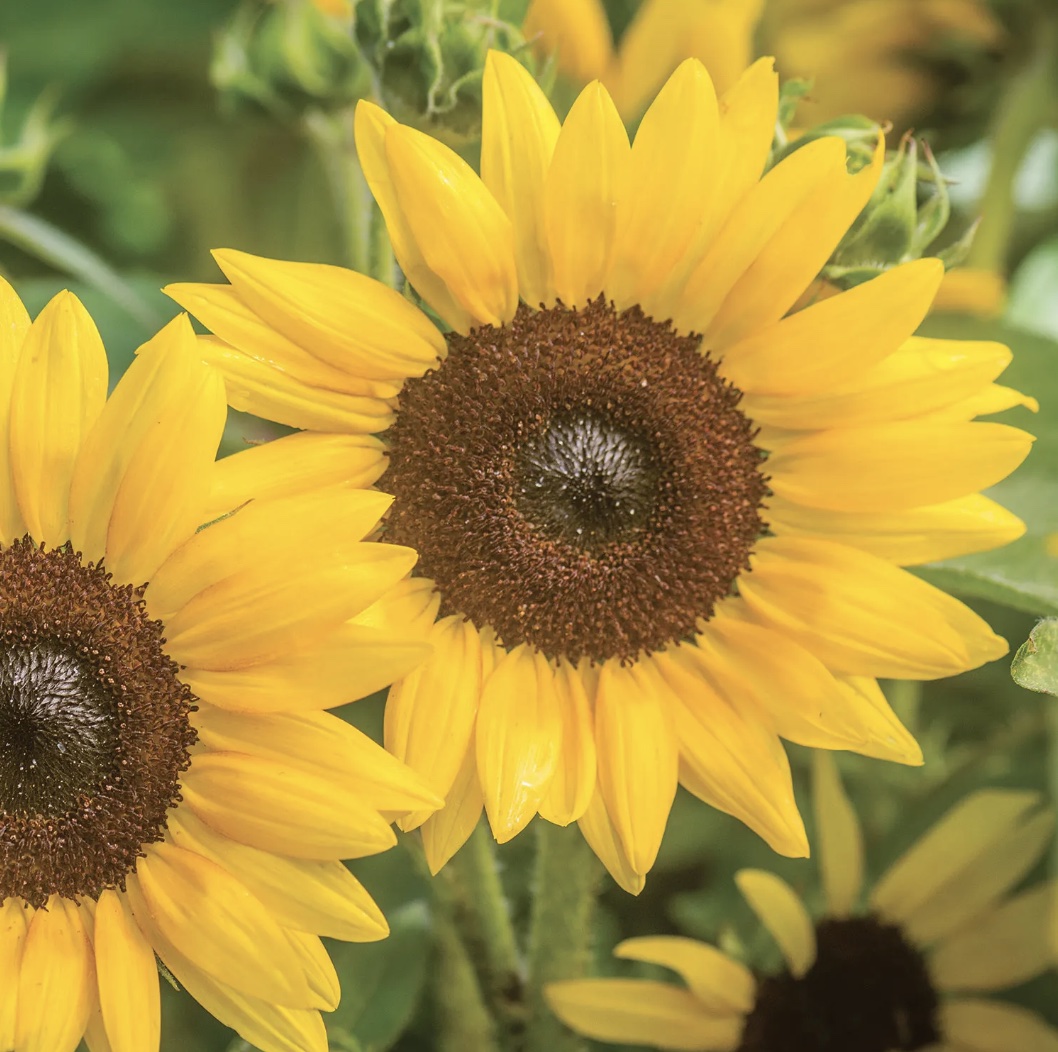 Burpee Sunray sunflowers with yellow flowers