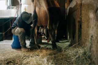 a farm worker sits on a bucket and leans beneath a dairy cow to adjust a milking machine attached to its udder