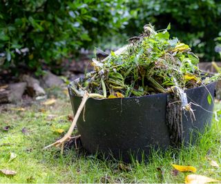 Overflowing compost bin