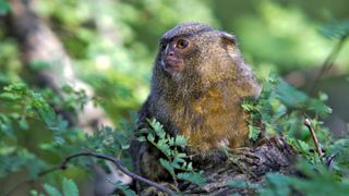 A pygmy marmoset in a tree in Venezuela.