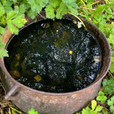 Rusty garden flower pot or planter full of summer rain water. West of Ireland