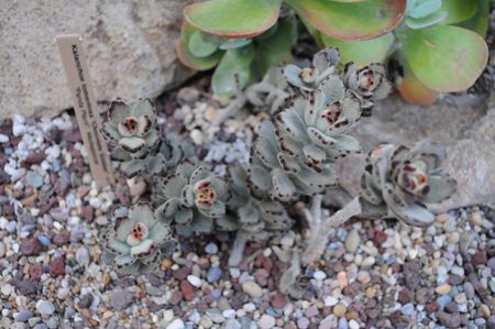 Chocolate Soldier Kalanchoe Succulent Plants