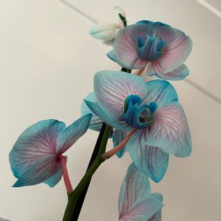 Closeup of blue and pink orchid flowers