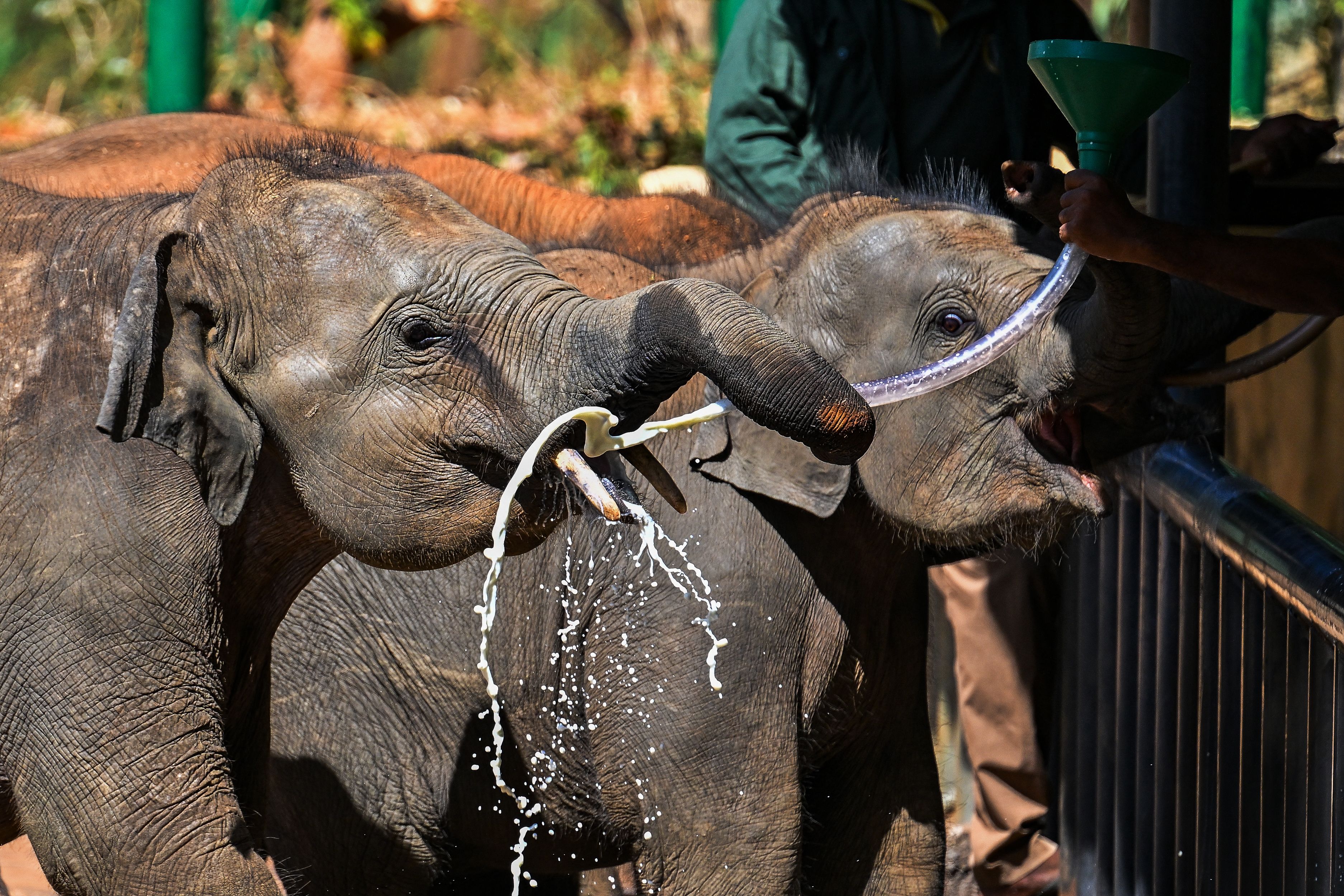 Baby elephants are fed at Udawalawe Elephant Transit Home