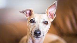 Whippet with ear cocked up as if eavesdropping