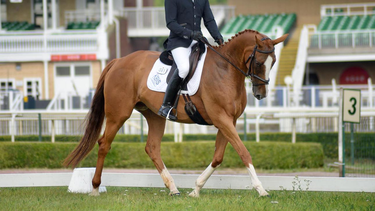 ROR-trotting-thumb.jpg