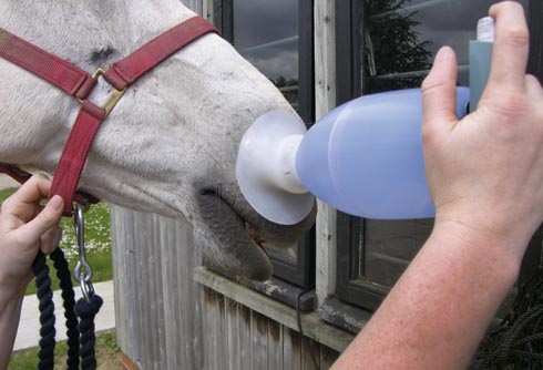 Equine inhaler