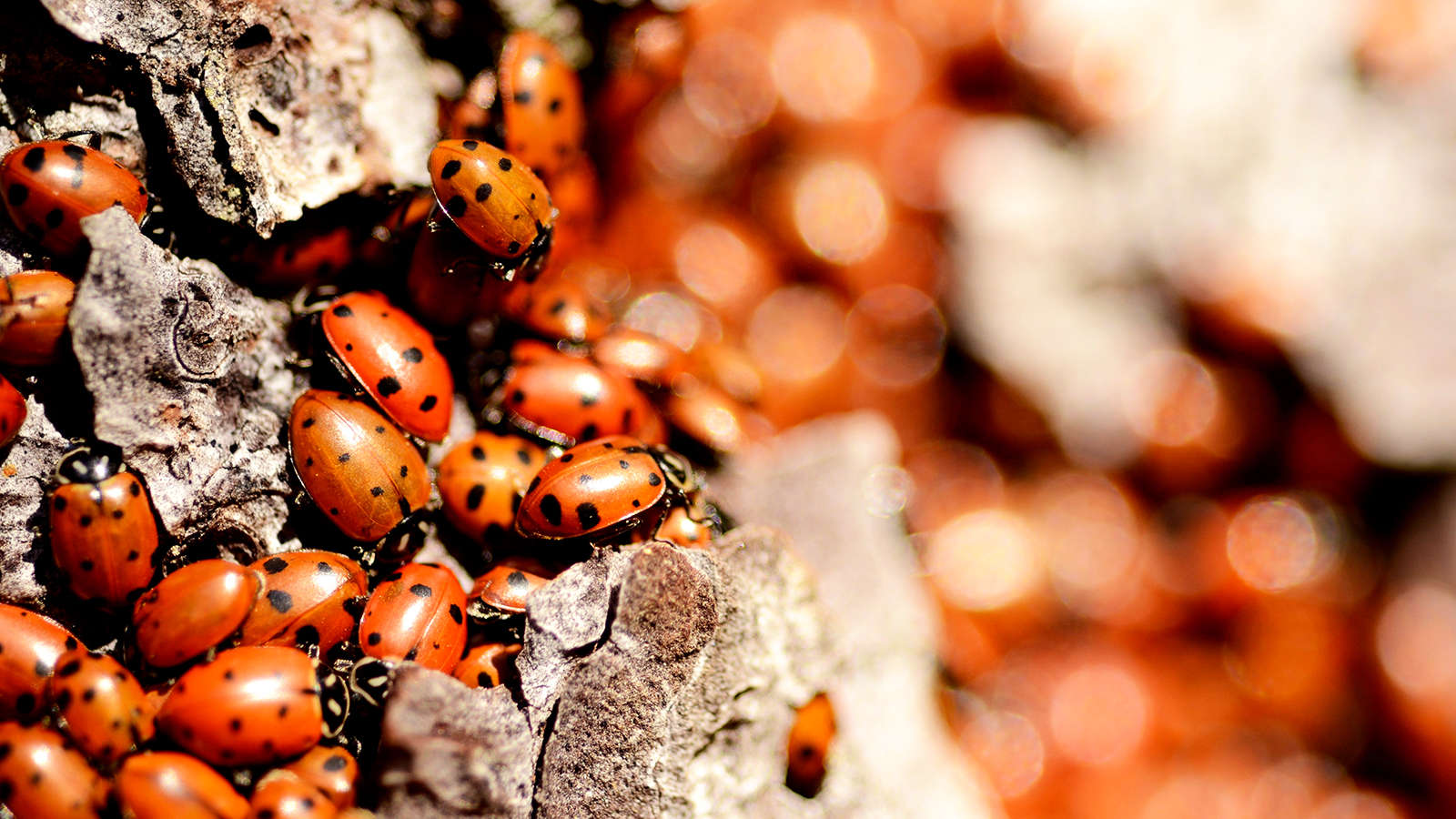 ladybug infestation