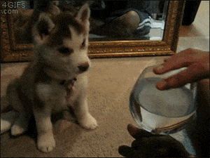 Puppy Confused By Sound of Glass