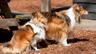 Shetland sheepdogs