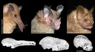 New World leaf-nosed fruit bats evolved stubbier pug-like snouts to chomp down hard on fruit like figs.