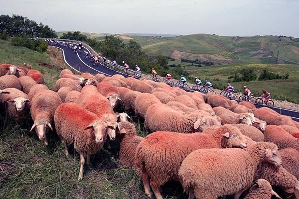 Sheep watch the race go by.