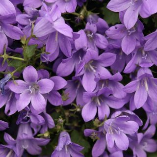 Campanula portenschlagiana