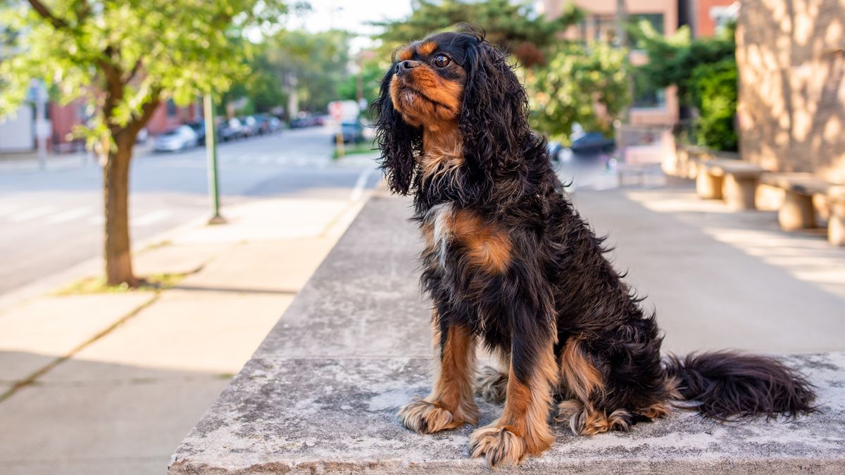 Dog sitting down on the ground