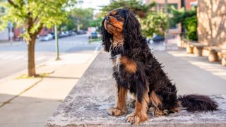 Dog sitting down on the ground