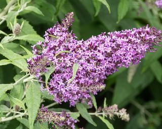 butterfly bush Flutterby Pink flowering in late summer display
