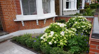 small front garden ideas: hydrangeas in small paved space designed by Fenton Roberts Garden Design